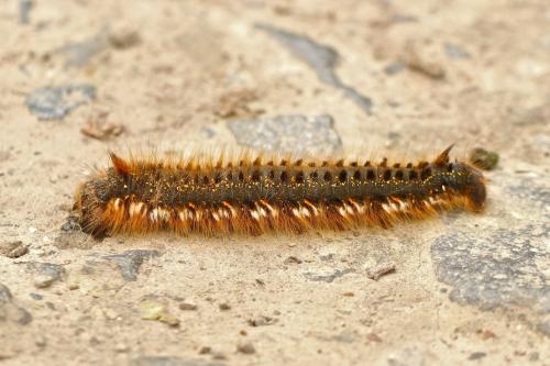 Réf. 205 078 : Euthrix potatoria